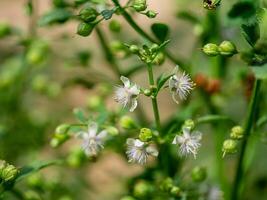 scoparia dulcis fabriek foto