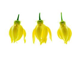 geurig bloemen van beklimming ylang-ylang foto