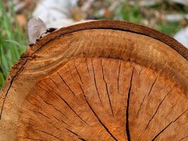 structuur van eucalyptus hout achtergrond foto