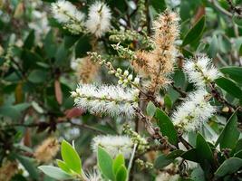 cajuput boom, melk hout, papier schors boom foto