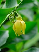 geurig bloemen van beklimming ylang-ylang foto