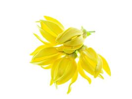 geurig bloemen van beklimming ylang-ylang foto