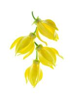 geurig bloemen van beklimming ylang-ylang foto