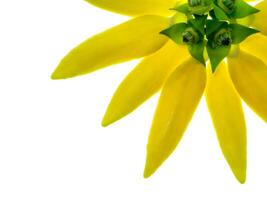 geurig bloemen van beklimming ylang-ylang foto