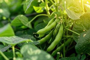 ai gegenereerd groen bonen groeit in een tuin in zomer. foto