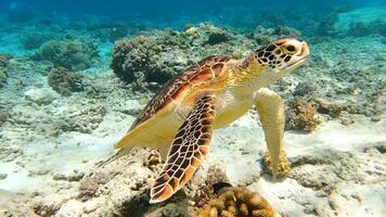 Bali, Indonesië, 2024 - schildpad duiken met verbijsterend oceaan keer bekeken foto