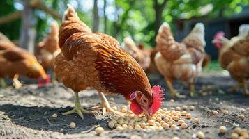 ai gegenereerd kip eet voeden en graan Bij eco kip boerderij, vrij reeks kip boerderij. foto