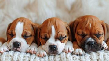 ai gegenereerd drie puppy's zittend samen foto