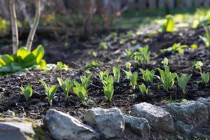 ai gegenereerd groeit groen bladeren van de eerste voorjaar planten in tuin. foto