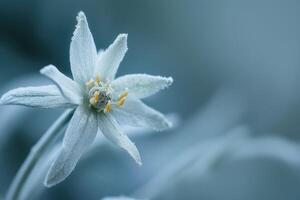 ai gegenereerd edelweiss bloemen groeit buitenshuis. heel bijzonder edelweiss berg bloem. foto