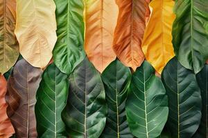 ai gegenereerd detailopname bladeren in verschillend kleur en leeftijd . lijn van kleurrijk bladeren in voorjaar herfst vallen seizoen. foto