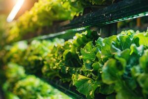 ai gegenereerd vers bladerrijk Groenen sla salade Aan plank in tuin centrum. foto