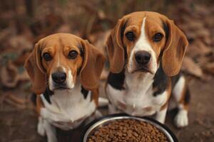 ai gegenereerd twee beagles honden gezeten met een schotel van droog voedsel. foto