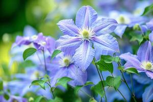 ai gegenereerd mooi blauw en groot bloemen van clematis. foto