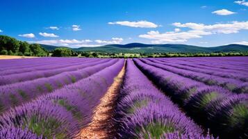 ai gegenereerd lavendel veld- in vol bloeien foto