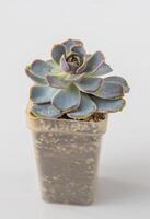 echeveria wit roos fabriek sappig. weinig groen bloem Aan wit achtergrond. foto