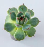 Haworthia cooperi fabriek sappig in pot. groen weinig bloem geïsoleerd Aan wit achtergrond. foto