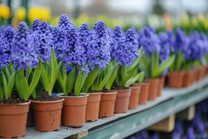 ai gegenereerd veel blauw paars bloeiend hyacinten in potten zijn weergegeven Aan plank in floristisch op te slaan of Bij straat markt. foto