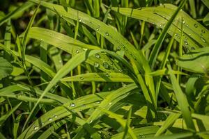 water druppels Aan grassen detailopname foto