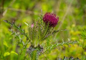 distel bloem detailopname foto