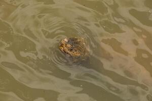 snappen schildpad in de water foto