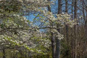 kornoeljeboom boom in vol bloeien foto