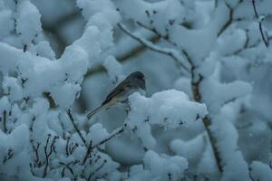 junco vogel Aan een besneeuwd boom Afdeling foto