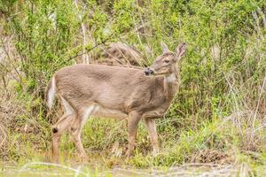 vrouw whitetail hert aan het eten gras foto