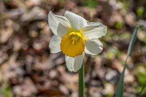 gele narcis in bloeien detailopname foto