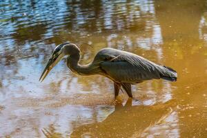 Super goed blauw reiger aan het eten een vis detailopname foto