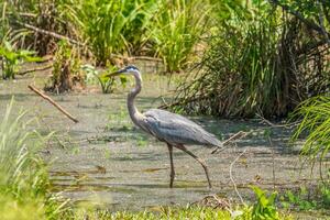 Super goed blauw reiger in de wetlands foto