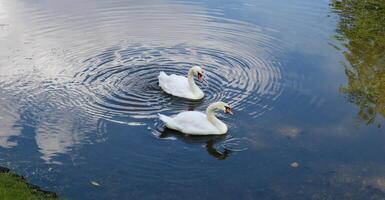 twee wit zwanen zwemmen in een kalm, schoon vijver in een stad park foto