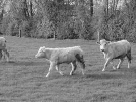 weseke in Westfalen foto