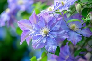 ai gegenereerd mooi blauw en groot bloemen van clematis. foto