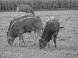 de Duitse münsterland foto