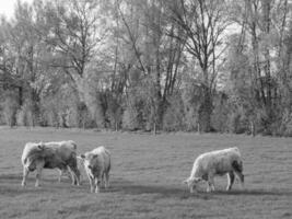 de Duitse münsterland foto