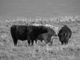 het eiland Helgoland foto