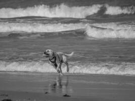 juist in de noorden zee foto