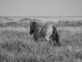 juist eiland Duitsland foto