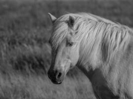 juist eiland Duitsland foto