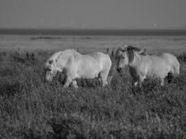 juist eiland Duitsland foto