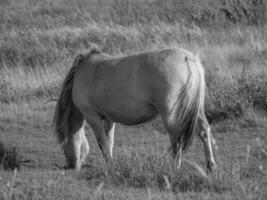 juist eiland Duitsland foto