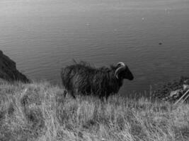 het eiland Helgoland foto