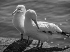 het eiland Helgoland foto