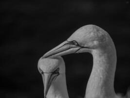 Helgoland-eiland in Duitsland foto