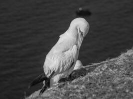 Helgoland-eiland in Duitsland foto