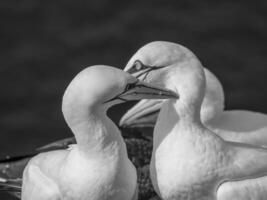 Helgoland-eiland in Duitsland foto