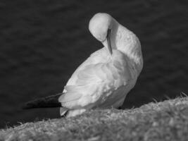 Helgoland-eiland in Duitsland foto