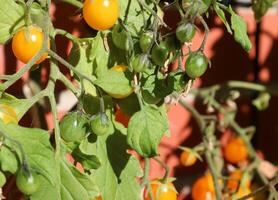 landbouw concept. enkele grote rode en groene tomaten op een struik die aan de muur van een huis groeit. foto