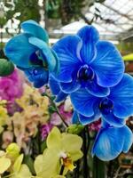 visie van de bloesem van een mooi orchidee bloem foto